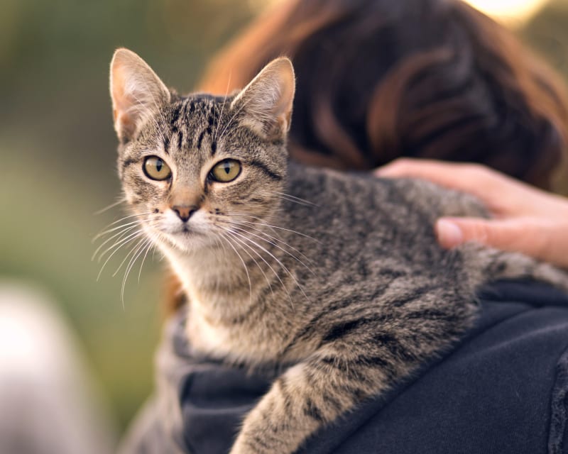 Cat & Dog check-ups, Lafayette