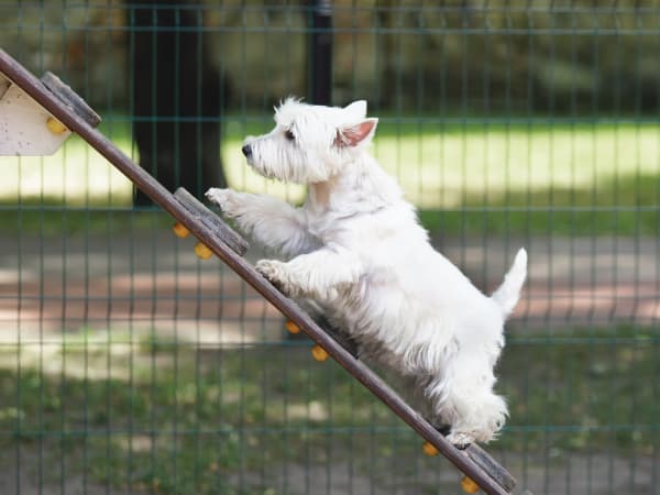 white dog in park