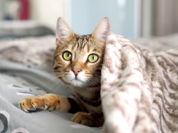 gray cat under blanket