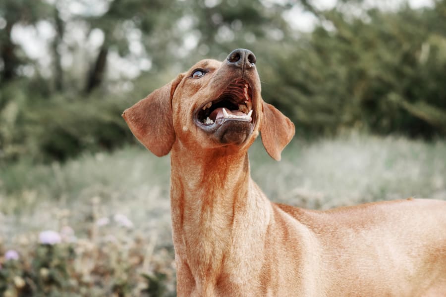 Brown dog