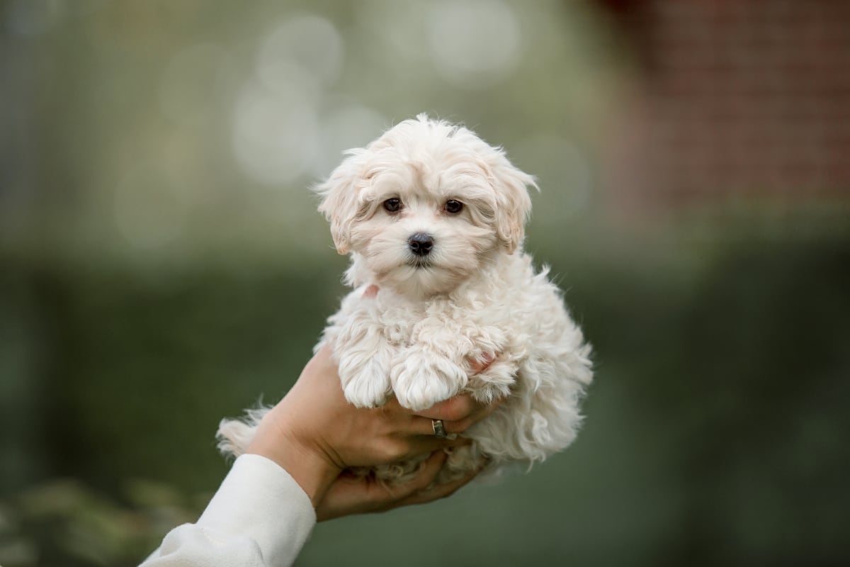Puppy Vet in Lafayette