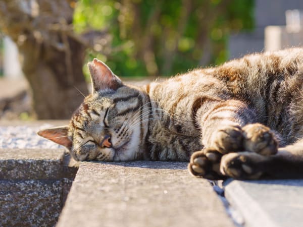 Cat sleeping after surgery